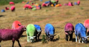 sheep